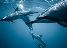 开云体育app-DK分享SMK趣味视频：是时候让他们看看真正的辅助是什么样子了